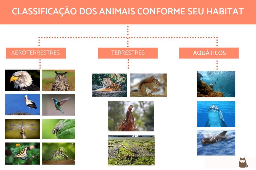 Como o ambiente influencia a forma e a organização dos animais