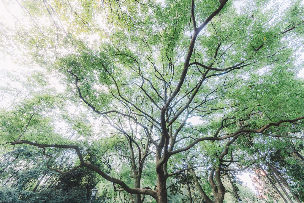 Por que o Dia da Árvore é importante para o meio ambiente