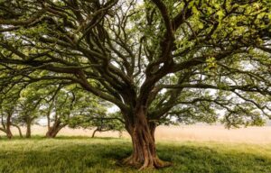 arvore majestosa em um ambiente natural