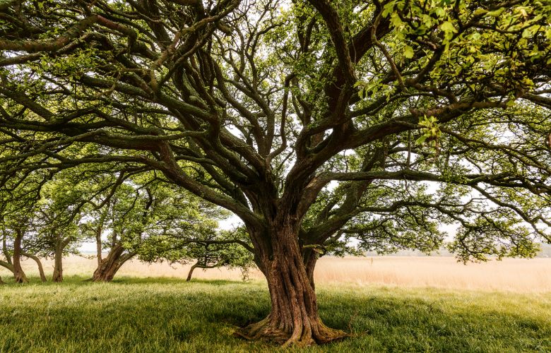 Qual é a importância das árvores para a vida dos seres humanos