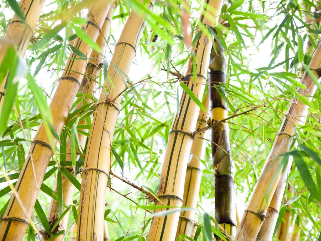 Como cultivar e cuidar do broto de bambu na sua planta