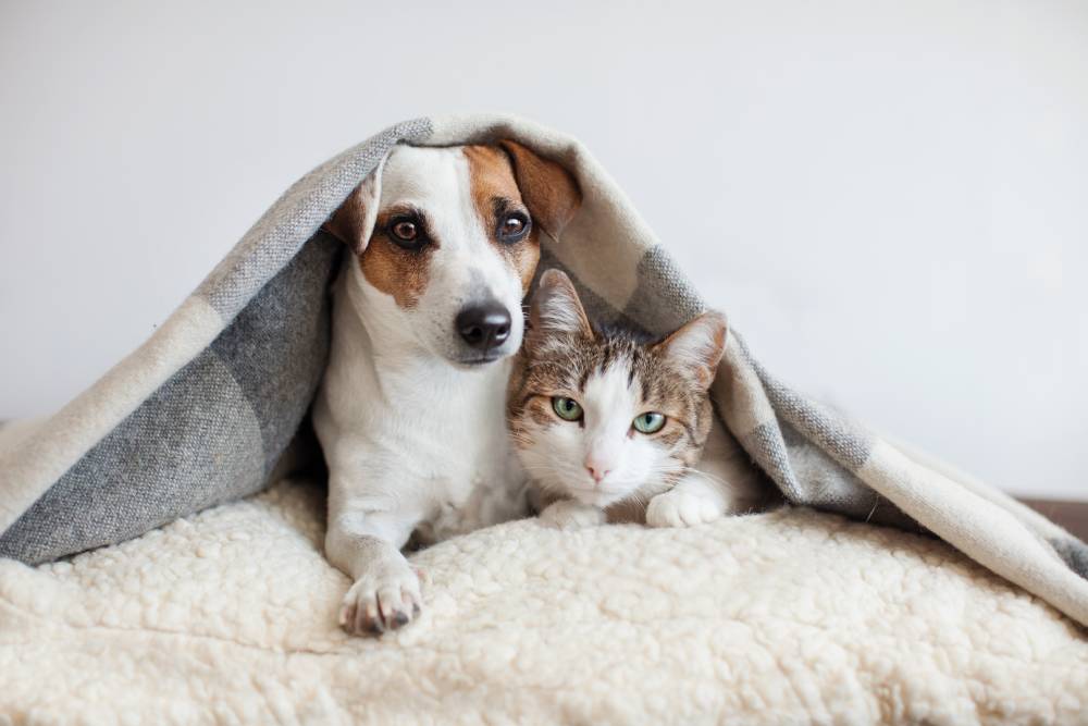 cachorros e gatos em ambiente de cuidado