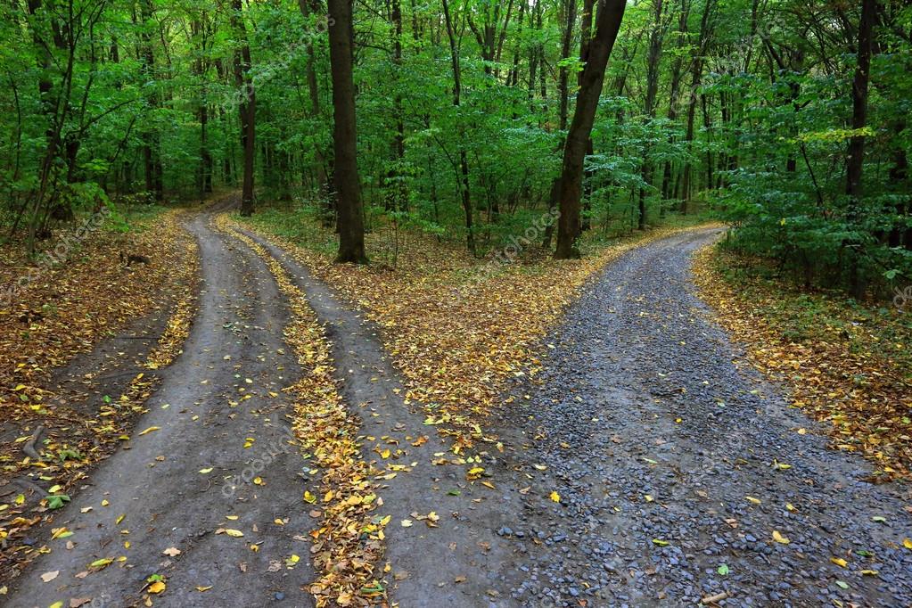 caminho bifurcado em uma floresta densa 1