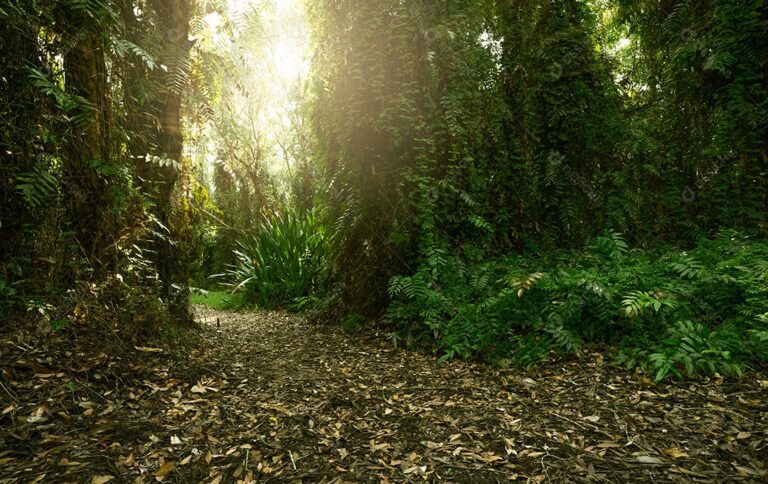 caminho sereno por uma floresta encantada