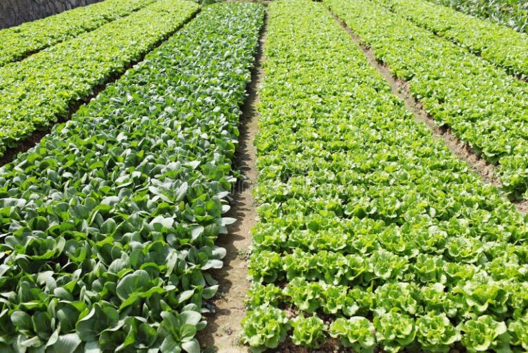 campo verde com diferentes tipos de vegetais