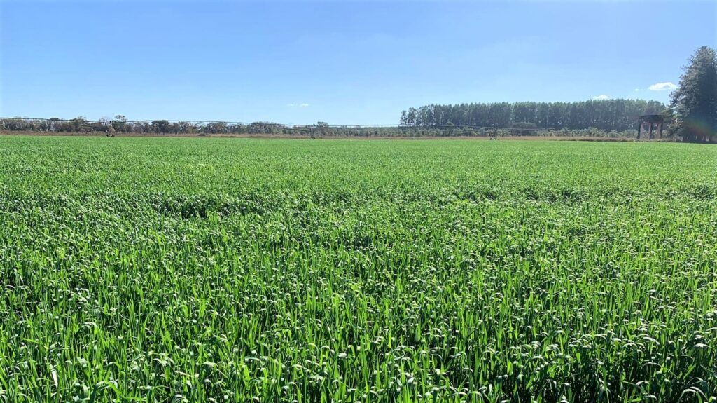 campos verdes com gado e trigo cultivado