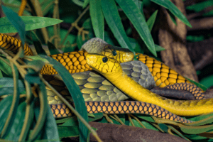 cobra em processo de ovulacao na natureza