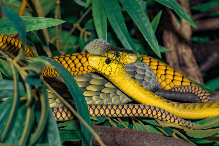 Qual é o ciclo de vida das cobras e como elas se reproduzem