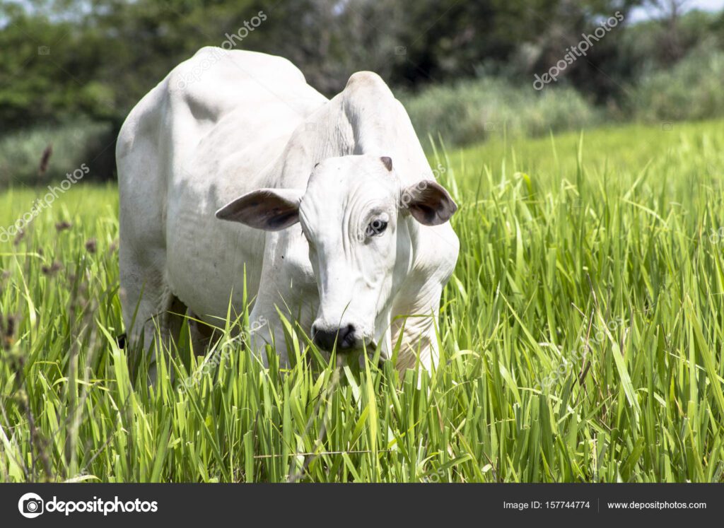 diversas racas de bois pastando no campo