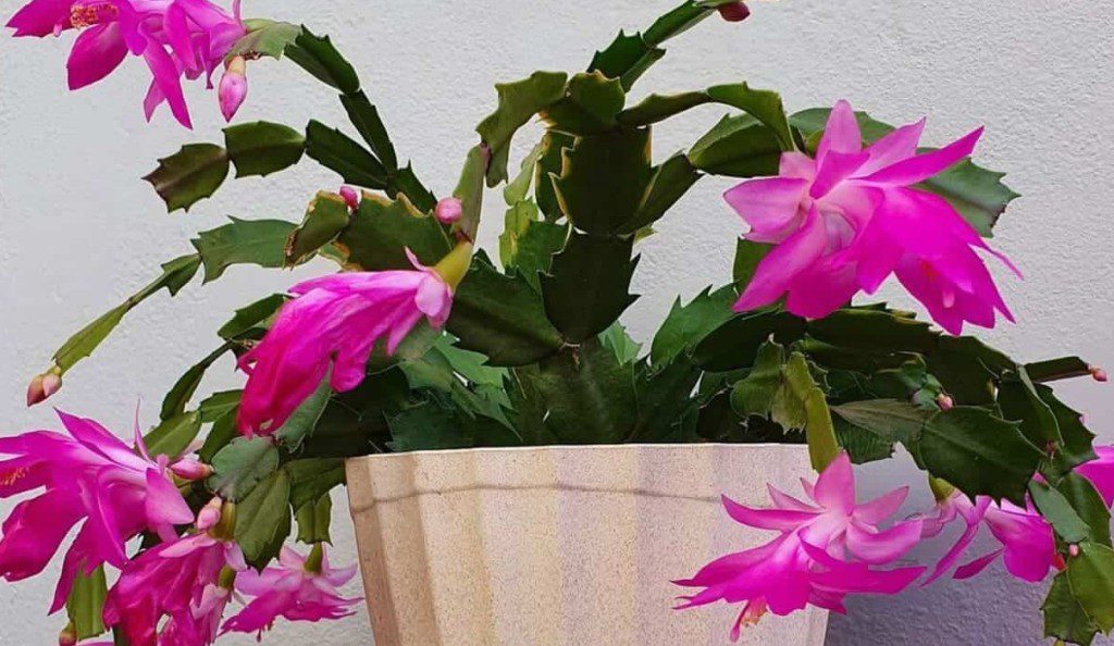 Como Cuidar da Flor de Maio Phebo para Ter Flores Sempre Bonitas