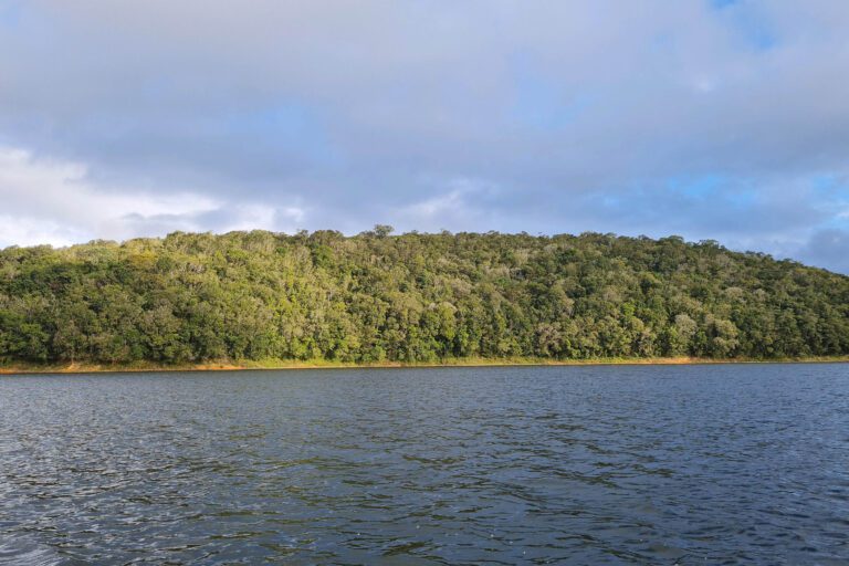 floresta nativa preservada ao redor de um rio