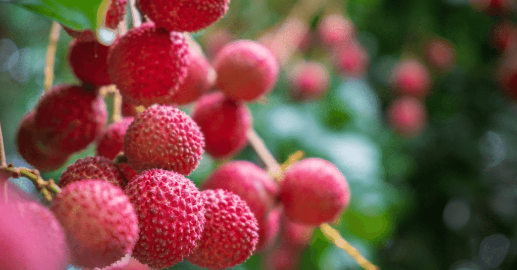 Qual é a fruta que possui espinhos em seu caroço