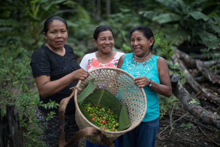 indigenas colhendo alimentos na floresta