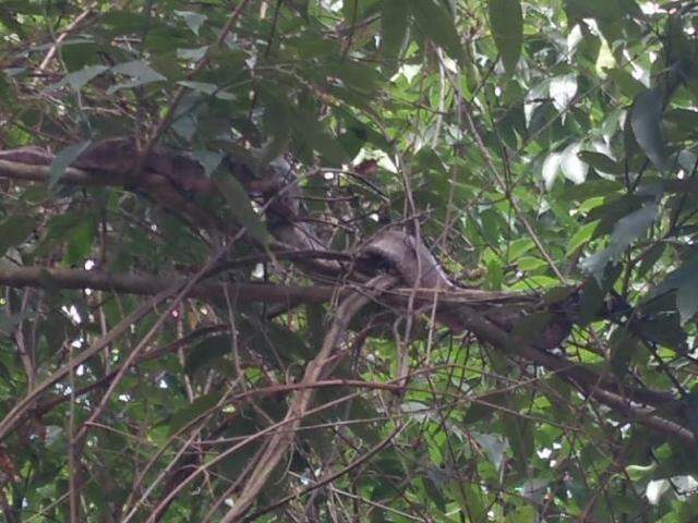 jiboia enrolada em arvore na floresta