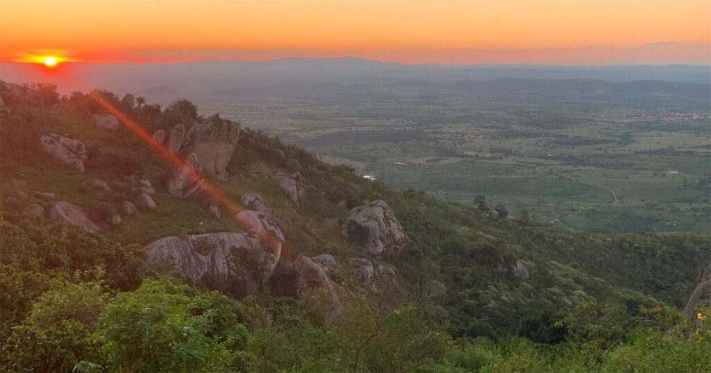 O que você precisa saber sobre a oliveira, fruta típica do Nordeste