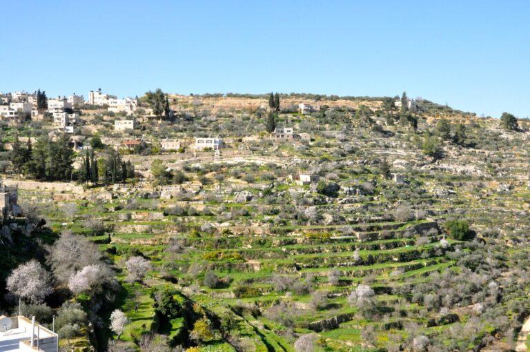 paisagem antiga da palestina com oliveiras