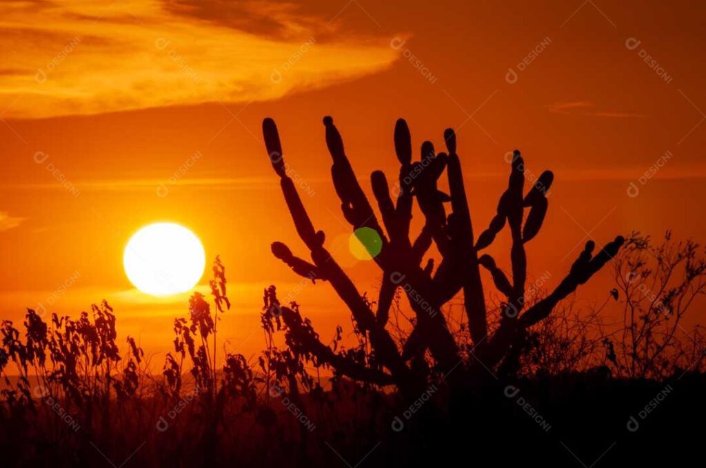 paisagem do sertao brasileiro ao amanhecer