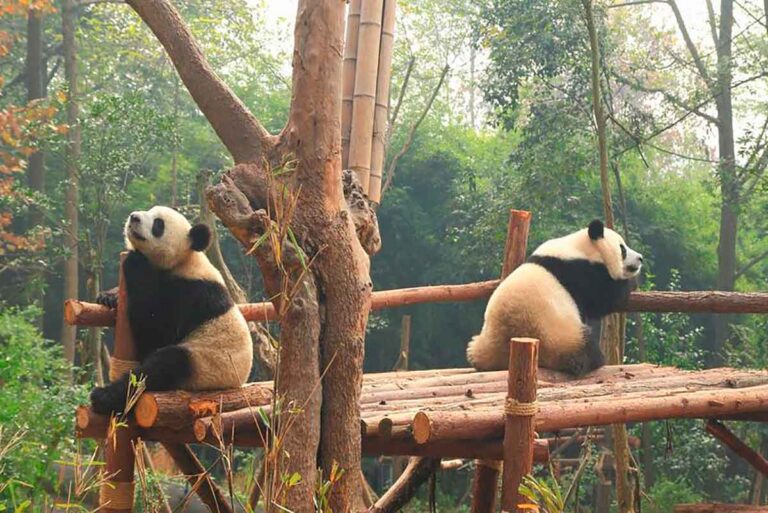 panda gigante em um cenario urbano