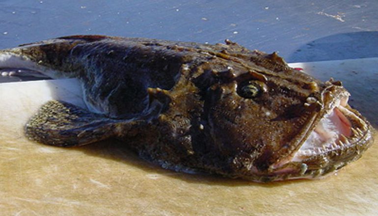 peixe com ferrao em ambiente aquatico