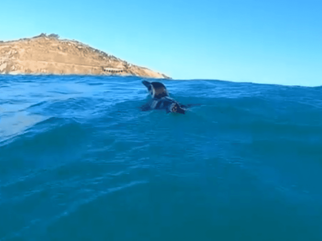 Onde encontrar pinguins em Arraial do Cabo e como visitá-los