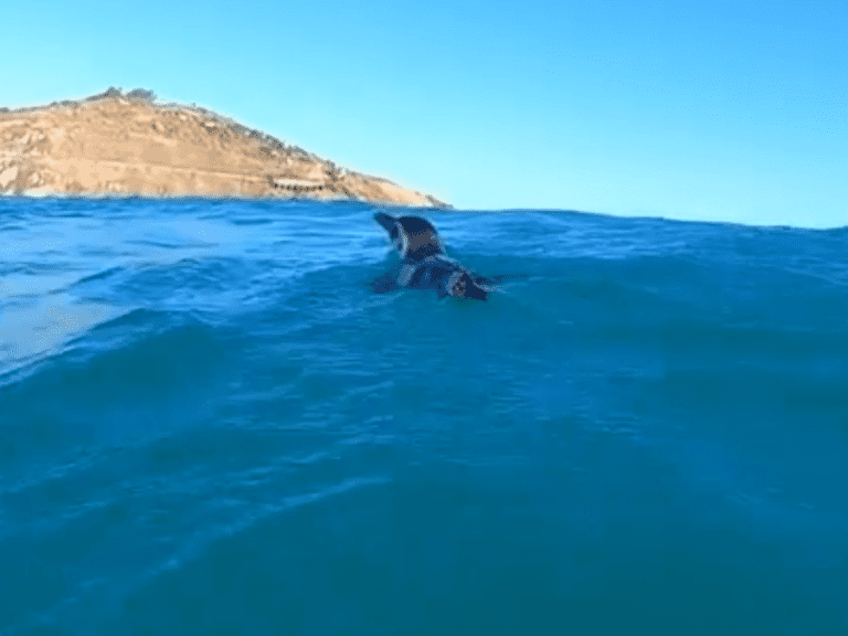 pinguins em praias de arraial do cabo