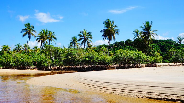 praia com coqueiros e ondas suaves