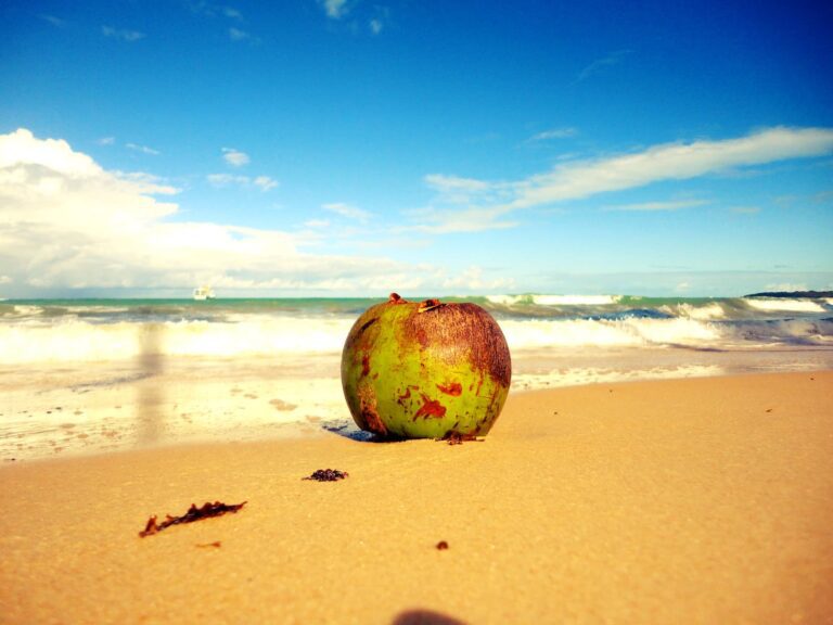 praia tranquila com coqueiros ao fundo