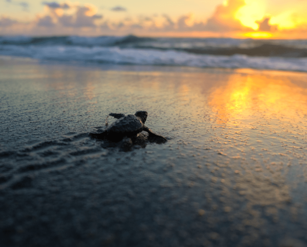 tartaruga marinha aninhando na areia