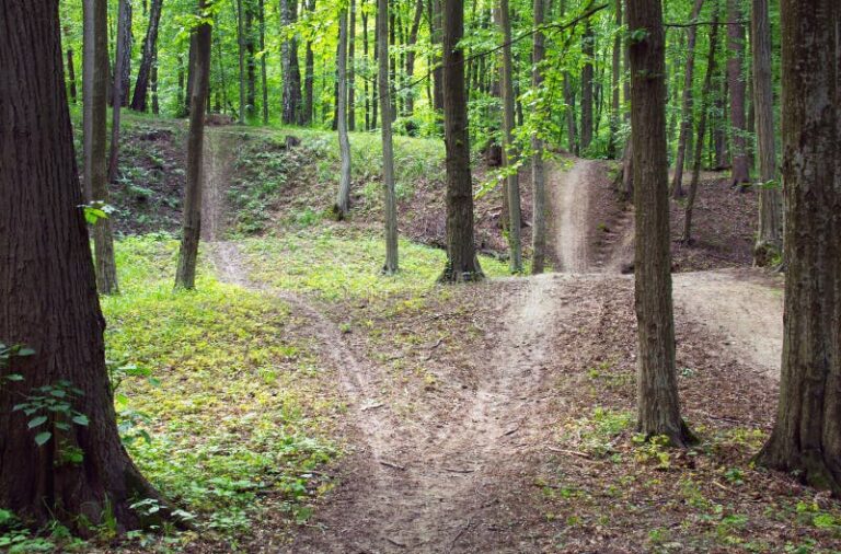 um caminho que se bifurca em floresta