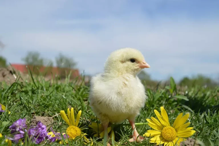 um pinto brincando em um campo verde