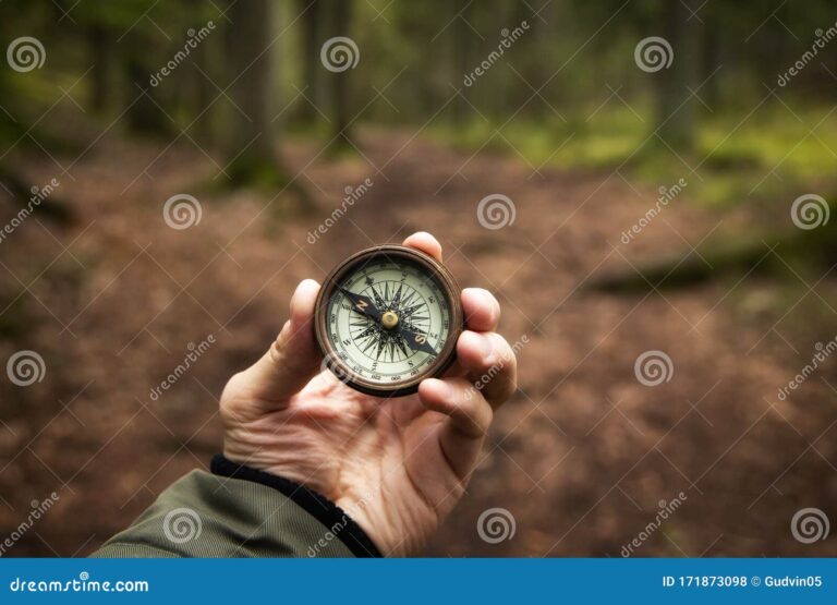 uma bussola em meio a uma floresta