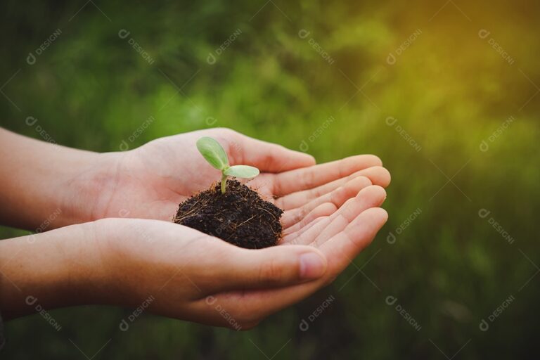 uma mao segurando uma planta crescendo