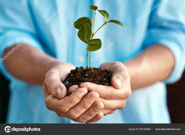 uma mao segurando uma planta em crescimento